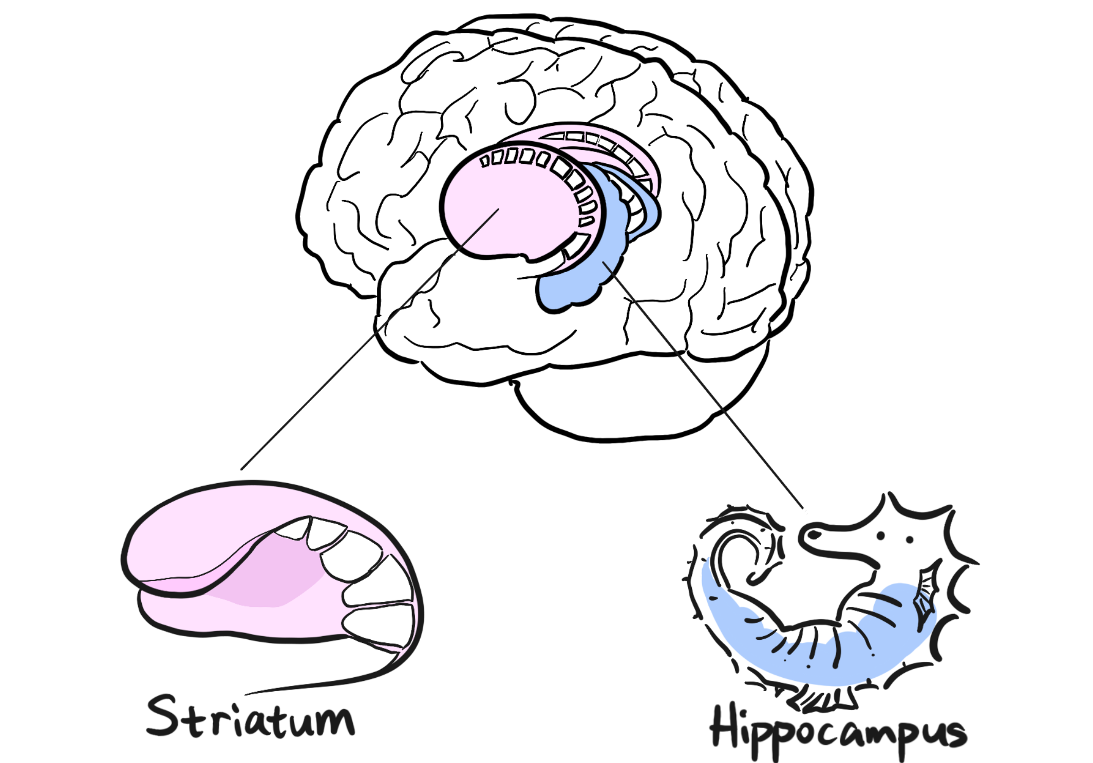 Illustration of a human brain with labeled close-ups of the Striatum and Hippocampus. The Striatum is depicted in pink and the Hippocampus in blue, both with whimsical designs, set against a white background.